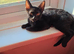 Sphinx cross kittens