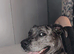 Leopard dog mix Great Dane