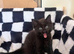 2 adorable kittens looking for their forever home