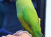 My baby tamed ring neck talking parrot