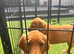 Cockerdor fox red puppies
