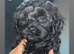Beautiful F1 Shihpoos