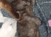 5 beautiful siamese cross burmese kittens