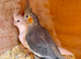 breeding pair