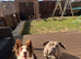 American bully x boarder collie pups