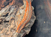 Red stripe gargoyle gecko pair