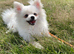 Stunning little Pomeranian KC white boy