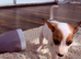 Litter of 7 Jack Russel pups