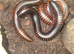 GIANT AFRICAN MILLIPEDES