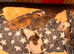 BEAUTIFUL WHIPPET PUPPIES