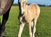 Gorgeous dun and white filly foal!