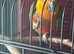 Sun conure