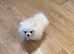 Mini Pomerian