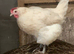 PoL Hens available. Purebred La Bresse Gauloise