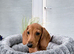 Beautiful clear red mini dachshund girl