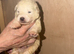 White Swiss shepherd puppies