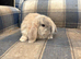 2 Gorgeous Female French Lop Babies