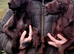 GSP puppies available to reserve