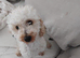 Beautiful female minature poodle