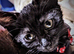 Cat needing a home