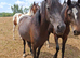 4 year old newforest mare