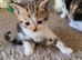 Beautiful Bengal Cross Kittens – Tabby, Calico & Ginger – Ready Soon