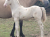 WELSH SECTION D CREMELLO COLT