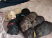 Black Cavapoo f1 for stud