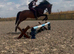 Safe Show Pony/ PC Allrounder/Dressage Pony