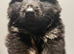 future protectors-chunky german Shepard puppies