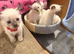 Ragdoll cross Siamese kittens ready for new homes