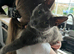 Beautiful Russian Blue mix