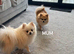 Jast one girl available' Beautiful Pomeranian Puppies for Sale