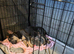 2 French bulldogs
