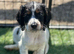 Outstanding Cocker Spaniel Puppies
