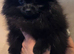 2 beautiful poms