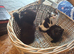 Kittens for sale black , black&white, ginger