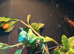 Male and female green basilisk
