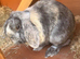 Male mini lop