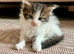 Four fluffy kittens
