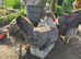 Cream created legbar hatching eggs &pound;3 each