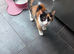 Domestic short hair calico kitten