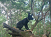 Trained Belgian malanois puppy