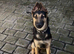 6 months old German Shepard