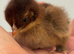 Milliefluer pekin day old chicks excellent parents bantams