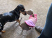 Dachshund Stud Wanted