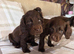 Chocolate cocker spaniels puppies