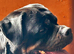 Super sweet multi champ pedigree Rottweiler needs to go sadly