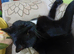 Cat for sale