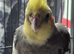 Male cocktail
